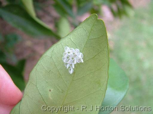 Eggs on citrus 